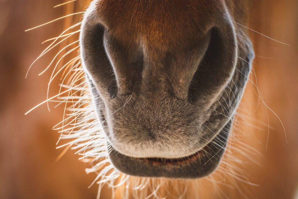 Close up on a light brown horse nose with wispy hairs backlit.