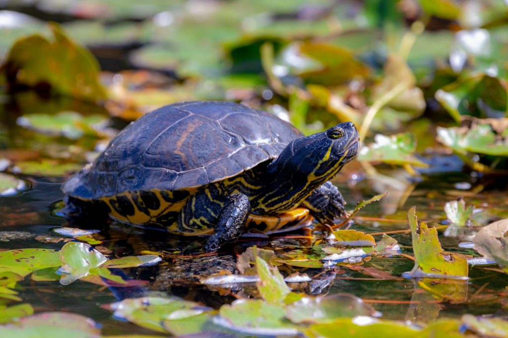 Turtle in pond crawling on water plants