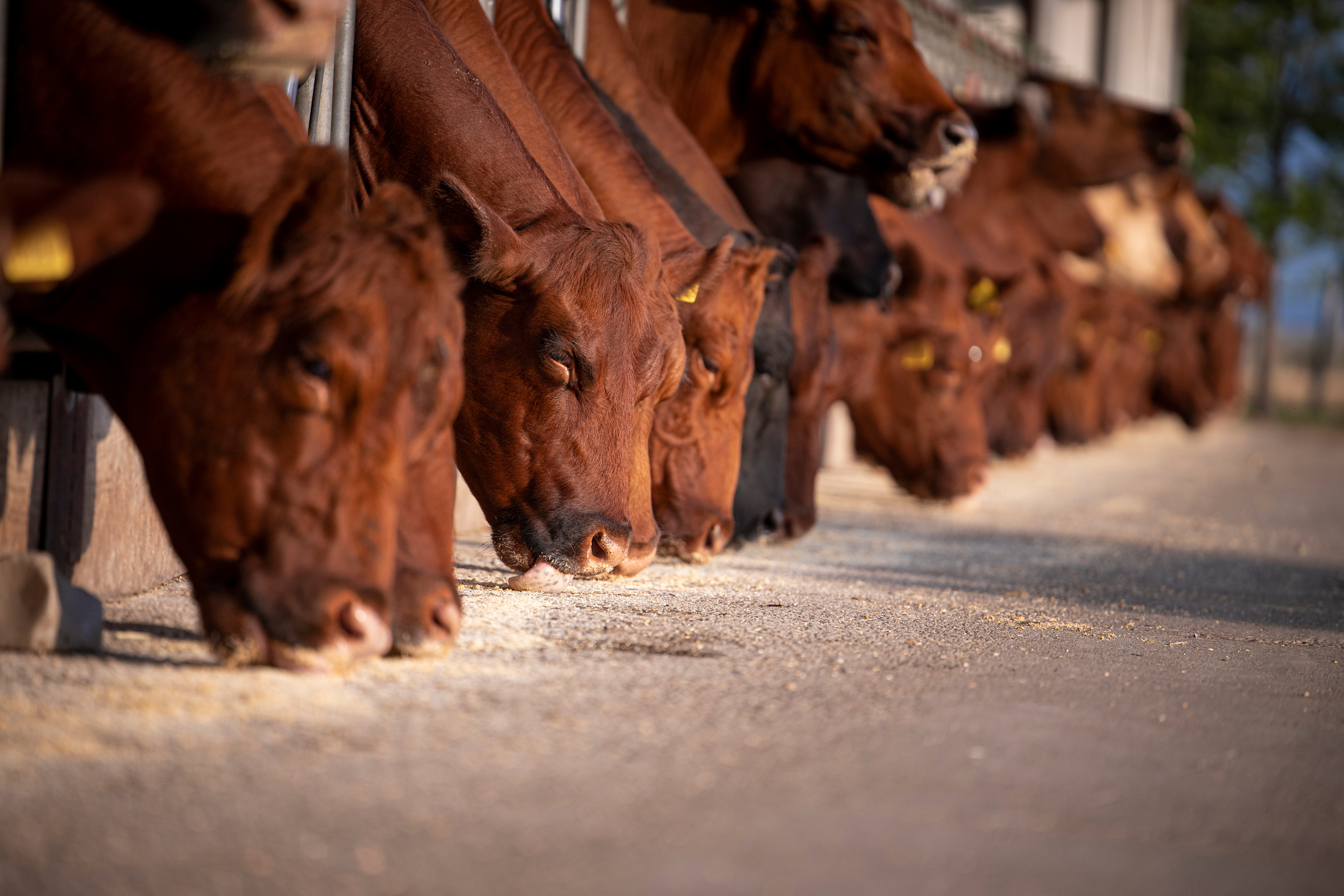 Beef cattle cows eating at the farm.