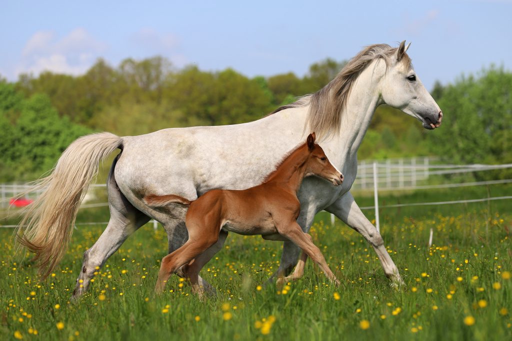 An adult white horse in a pasture with a young brown horse by its side.