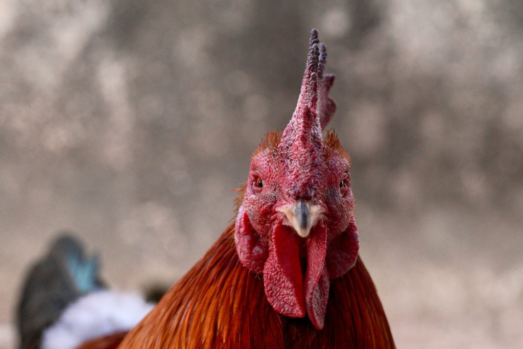 Straight on image of a chicken with reddish eyes facing the camera.
