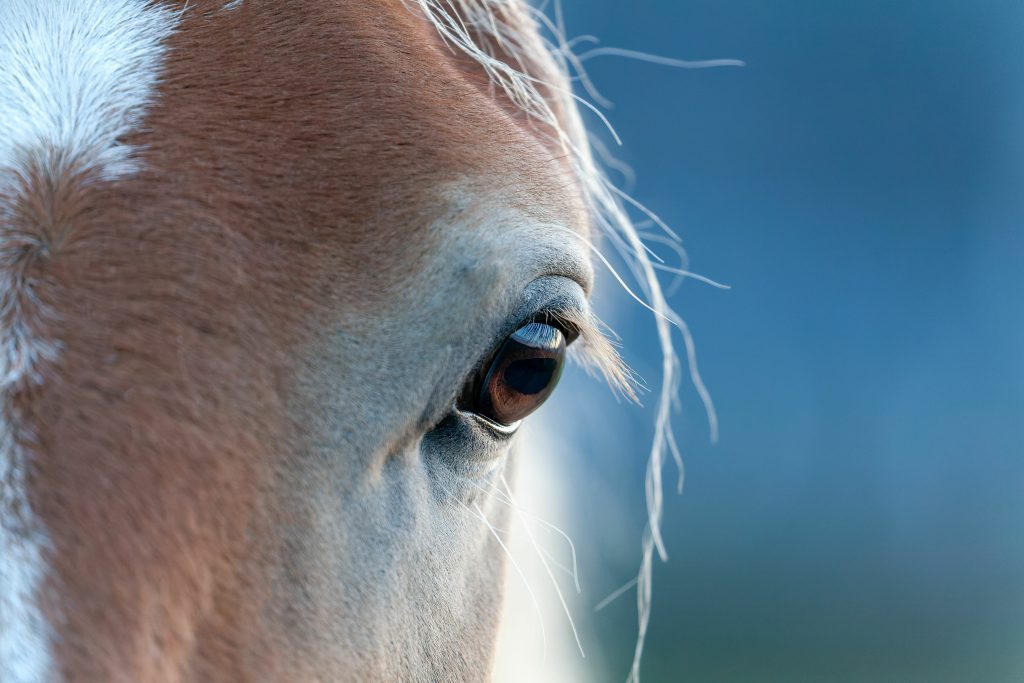 Close up of the left half of a horse's face