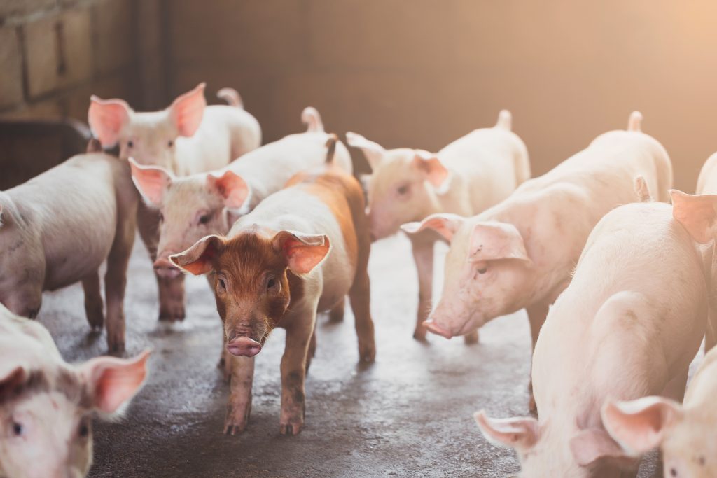 A group of young pigs, most are fully pink but the center pig has brownish-red coloring on the head and hind.