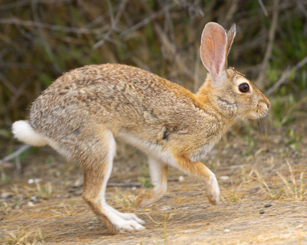 wild rabbit mid-lope
