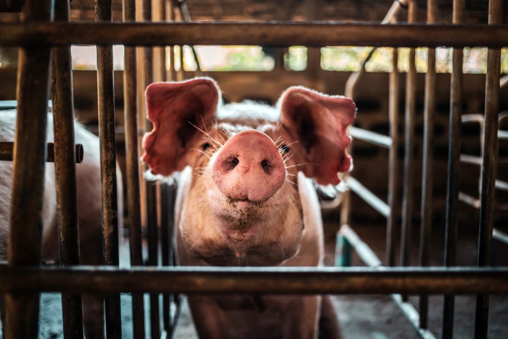 Portrait of cute breeder pig with dirty snout, Close-up of Pig's snout.Big pig on a farm in a pigsty, young big domestic pig at animal farm indoors