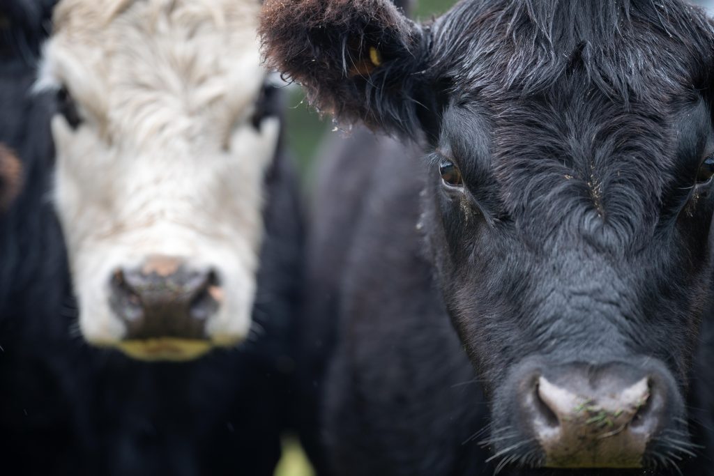 Foreground is a close up of a black angus-type cattle face, background is a white-faced beef-type cattle face