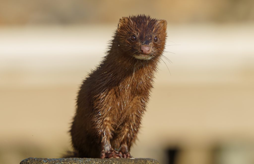 A single dark brown mink perched on a rock looking straight at the camera