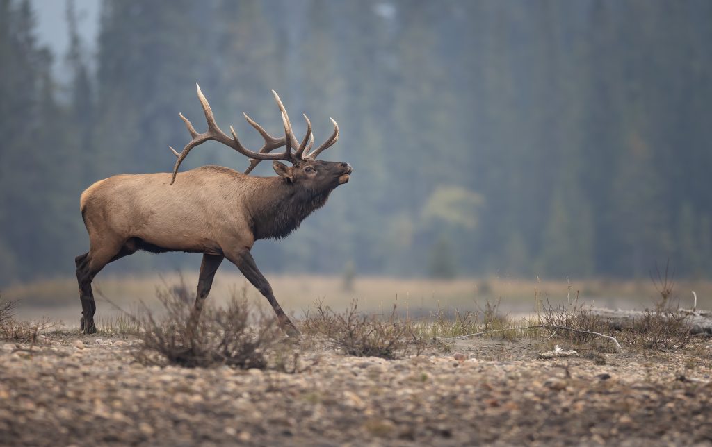 Image of bull elk preparing to bugle with forest in the background.