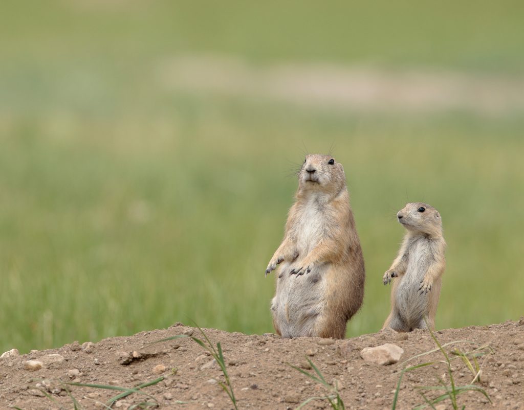 Adult and juvenile prairie dog standing
