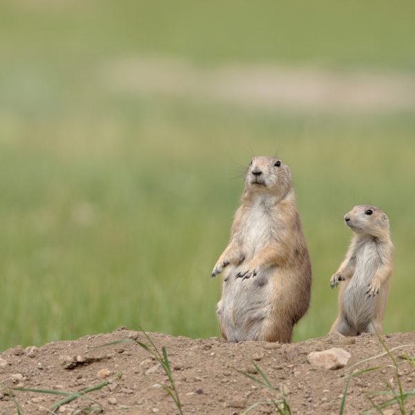 Adult and juvenile prairie dog standing