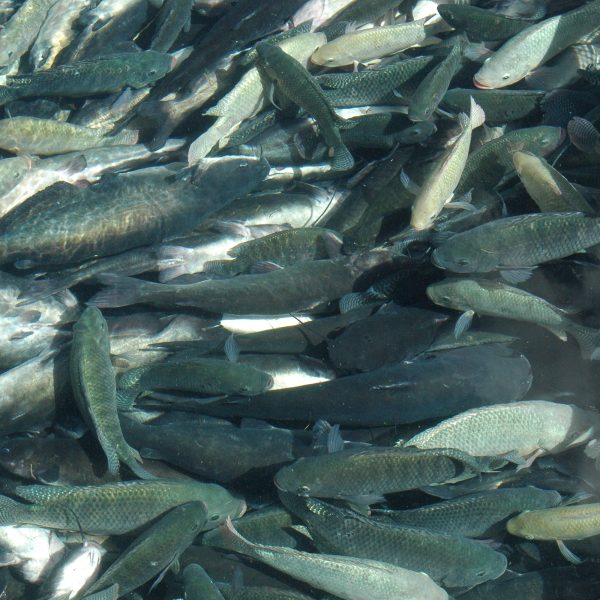 View from above water of a large number of various fish.