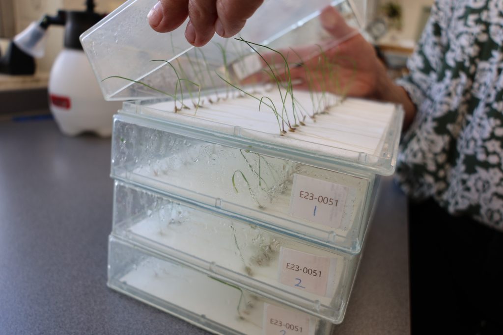 Three clear germination boxes with seedlings sprouted on white germination paper.