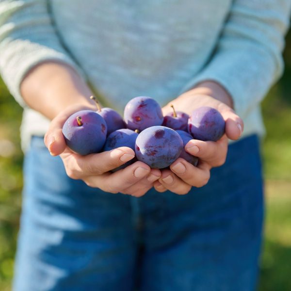 Close up ripe blue plums in woman hands outdoor