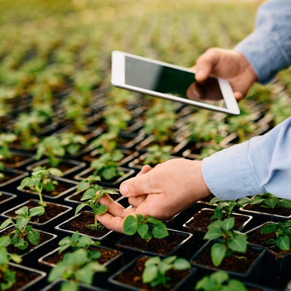 Person's hands examining small plants and holding a tablet.